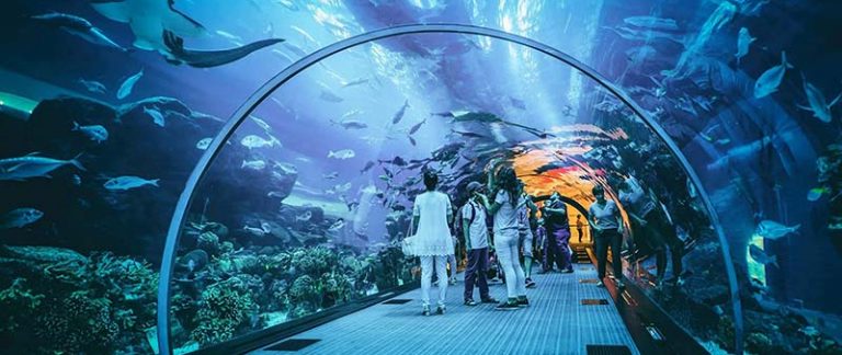 dubai aquarium underwater zoo